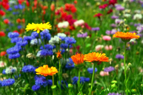 ¿Qué significado tienen estas flores para regalar?