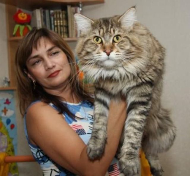Los Gatos Siberianos son enormes