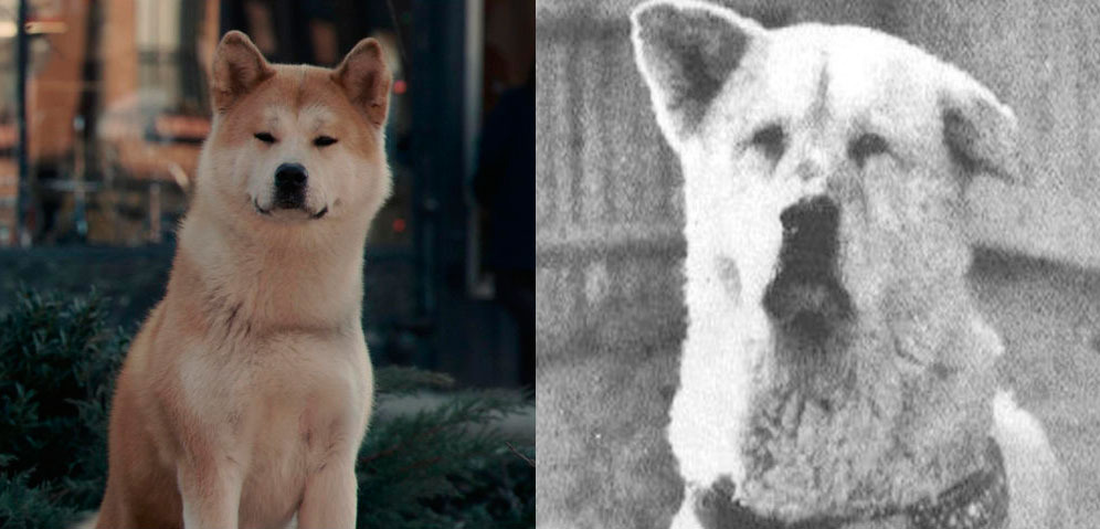 Hachiko