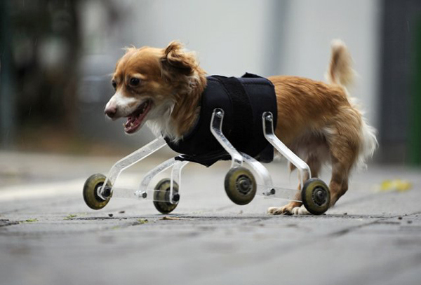 Hoppa y sus nuevas patitas