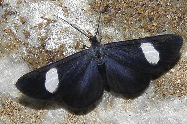 Superstición y espiritualidad: ¿Qué significan las mariposas?