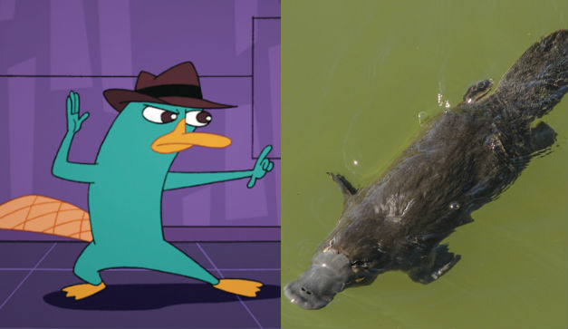 Perry El Ornitorrinco