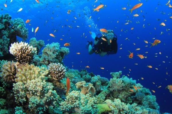El segundo arrecife más grande del mundo