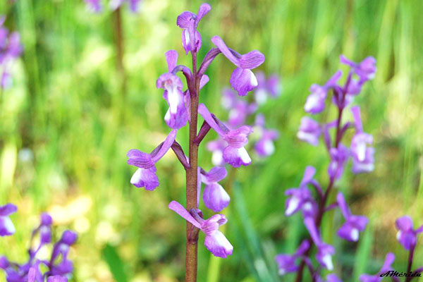 Significado de las flores según su color