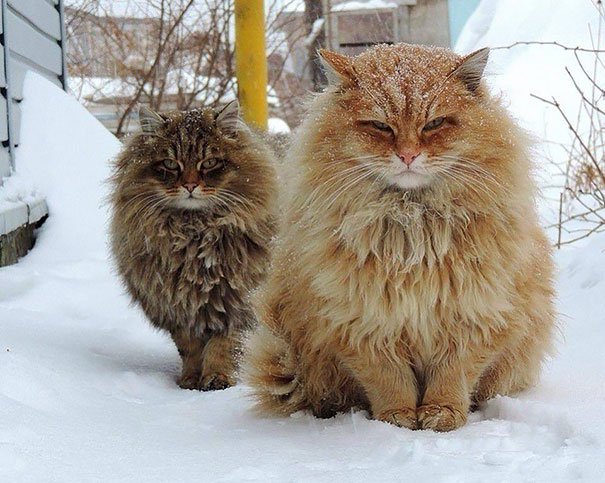 Una cosa son los gatos grandes y otra los gatos gordos