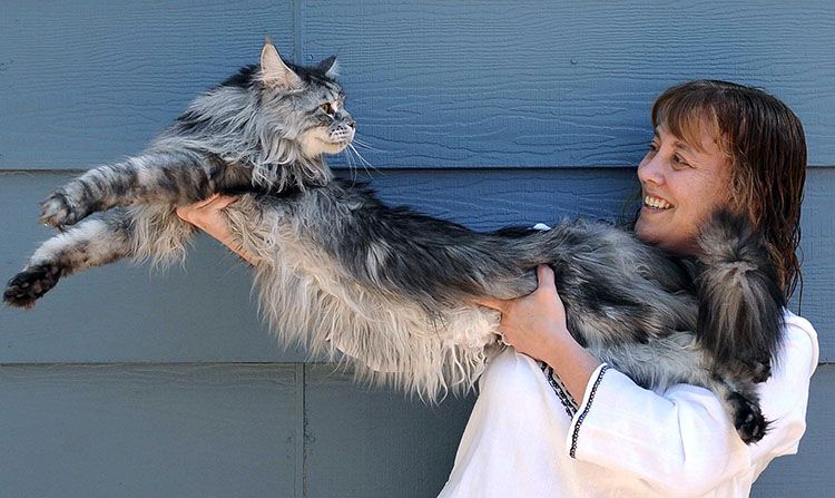 Una pequeña mascota en casa