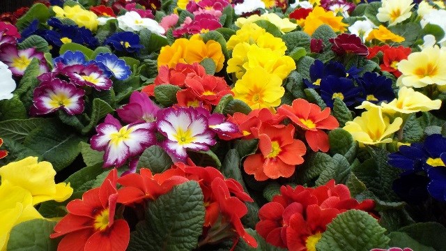 ¡Las flores para quitar un poco el mal olor!