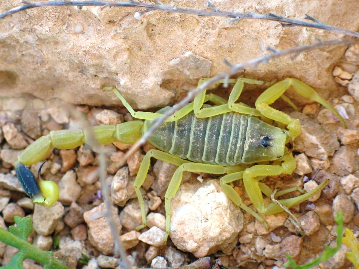 El escorpión amarillo