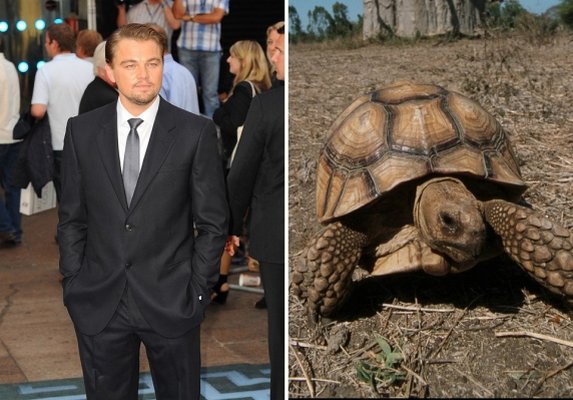 La Tortuga de Leonardo Dicaprio