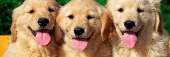 Mascotas: Los mejores nombres para perros