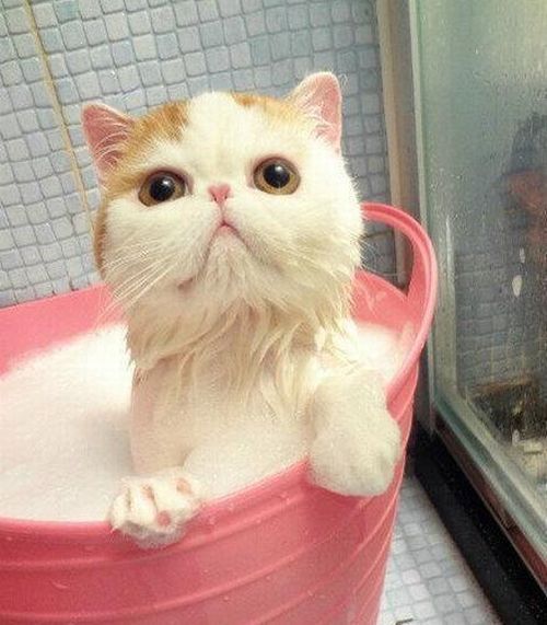 Hasta este famoso gato huye del agua ¿Lo reconocen?