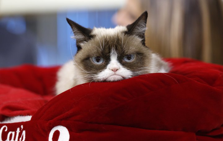 ¡Grumpy Cat construyó un imperio!