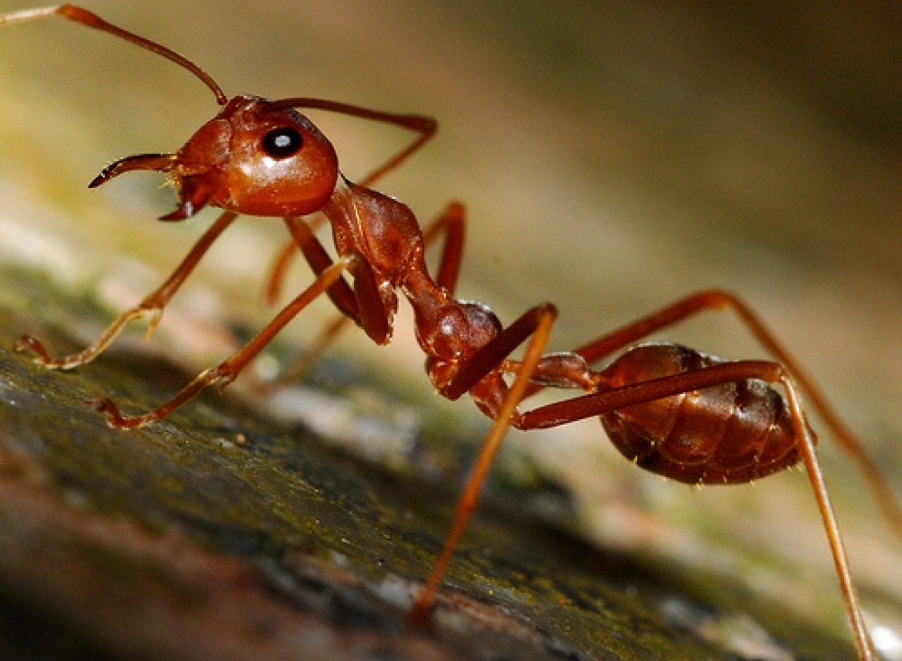 Las hormigas guerreras (Siafu)