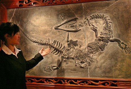 Los primeros fósiles fueron encontrados en China y creyeron que eran dragones