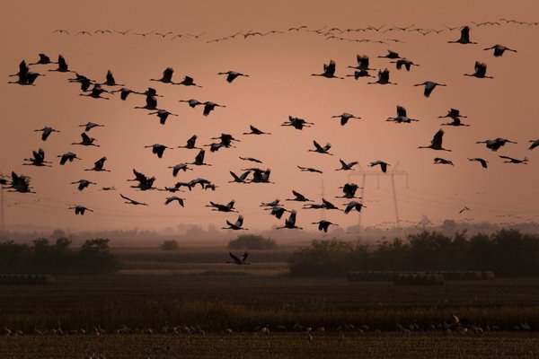 De terópodos a aves pequeñas y voladoras