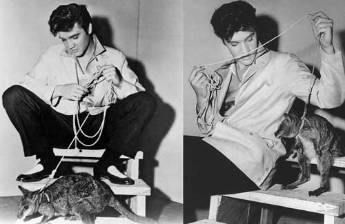 La Curiosa Mascota de Elvis Presley