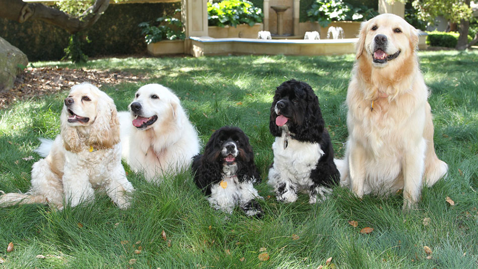 ¿Cuánto dinero tienen estos perros?