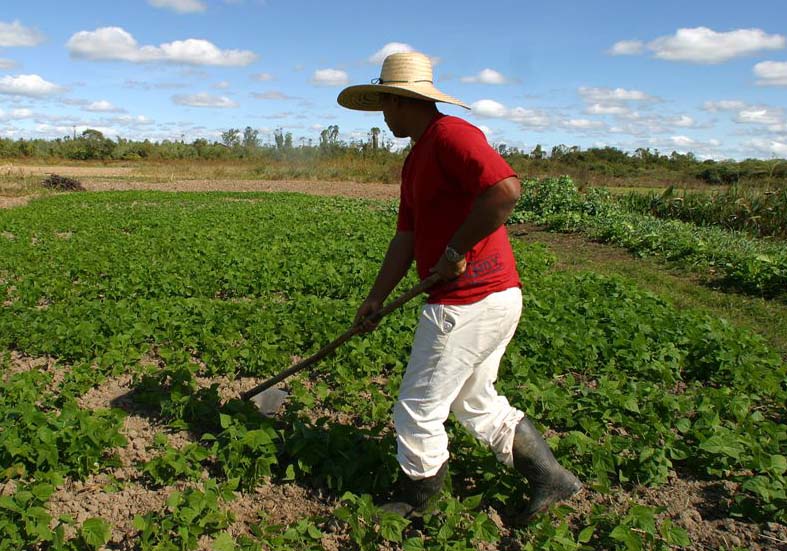 ¿Cuáles son las causas de muerte de agricultores?