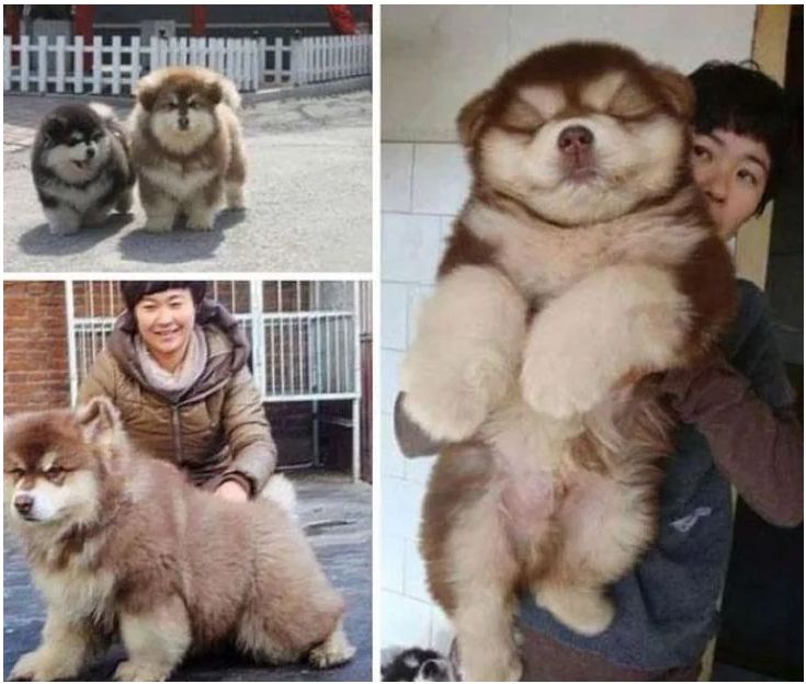 Chow Chow y Husky