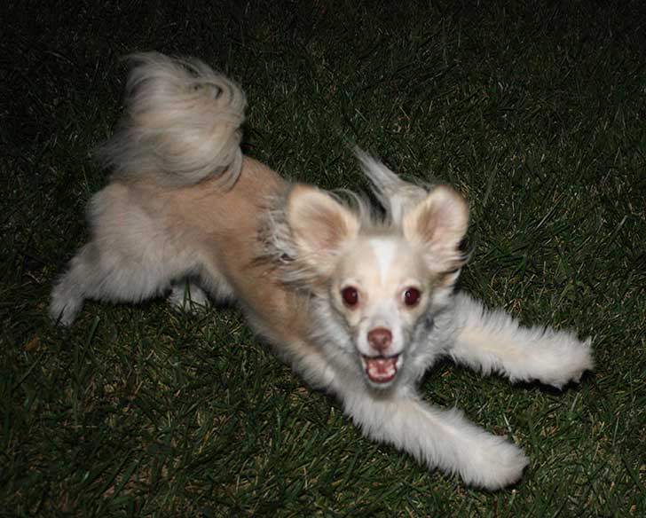 Chihuahua y Jack Russell