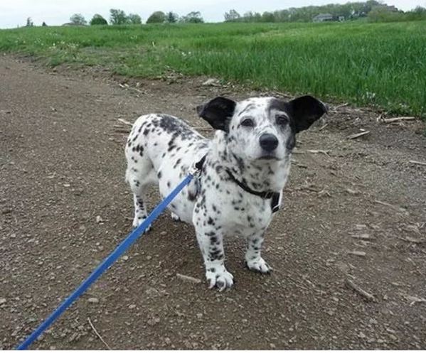 Perro Salchicha y Dálmata