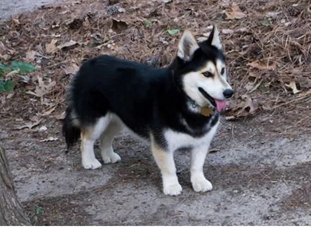 Corgi y Husky