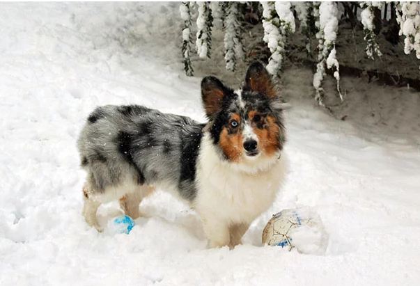 Corgie y Sheltie