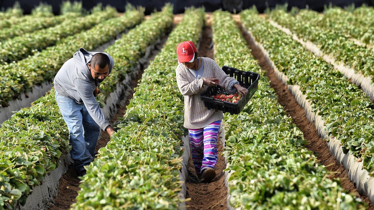 Agricultura: Miles de trabajadores mueren al año