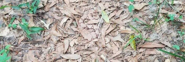 RETO VISUAL: Encuentra a la serpiente entre las hojas