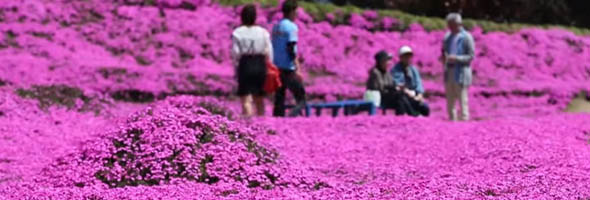 Le hace un hermoso jardín a su esposa para sacarla de la depresión