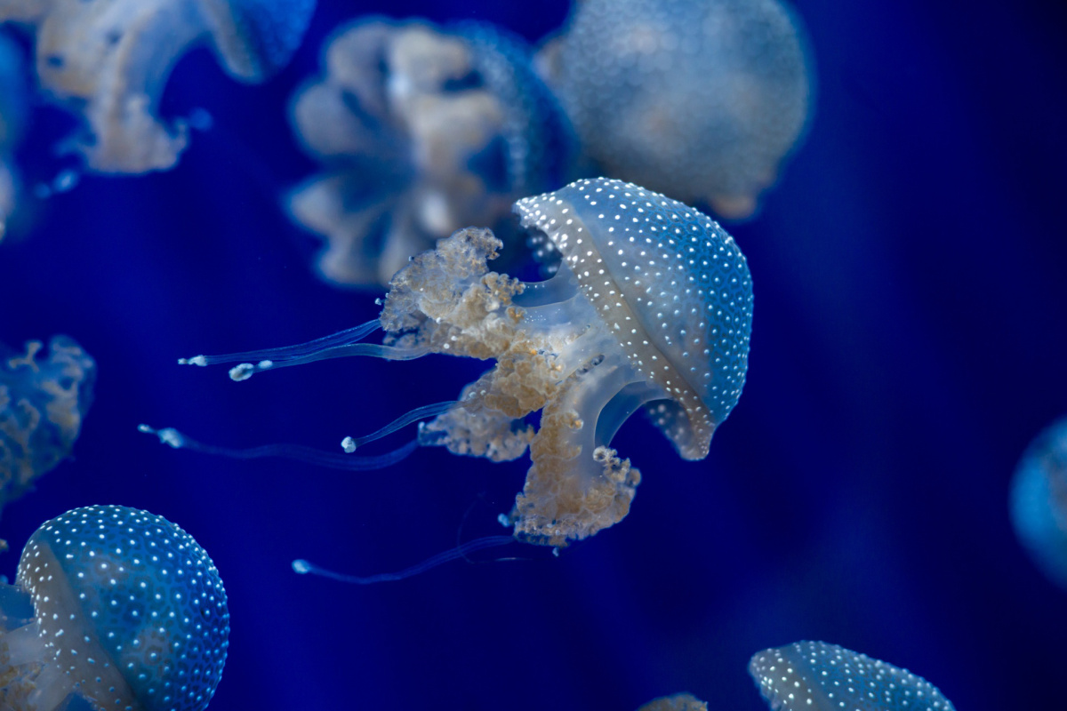 Cubo medusas