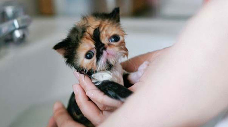 ¡No me metas al agua por favor humano!