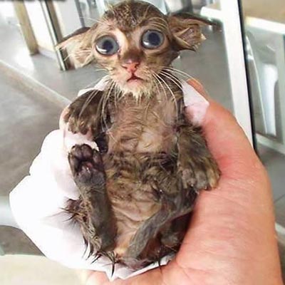 ¡Parece un personaje de Harry Potter!