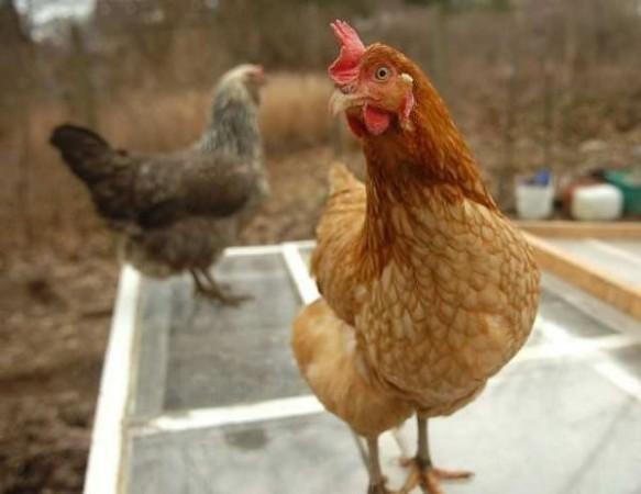 Gigoo: La gallina de los huevos de oro