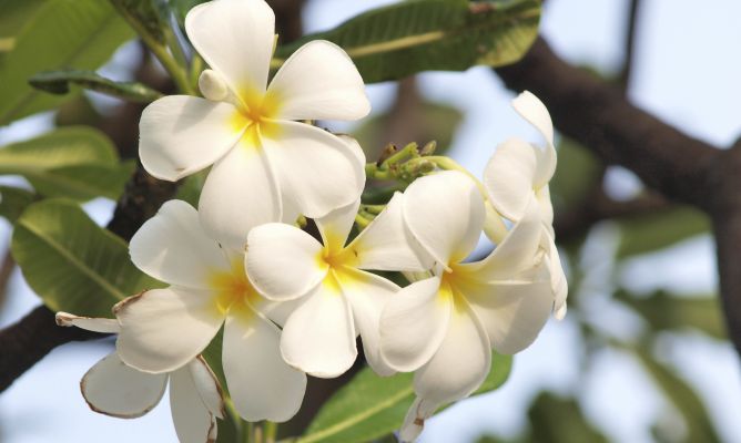 No puedes tener flores de Jazmín