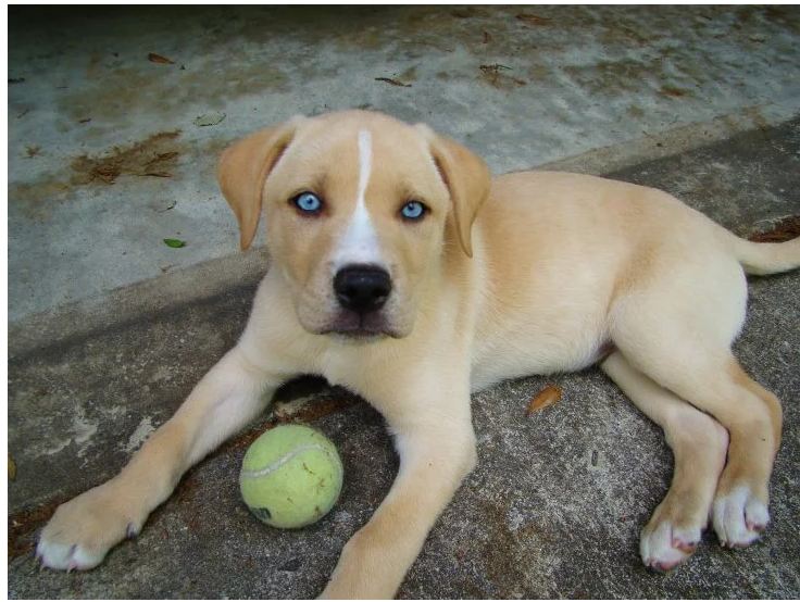 Labrador y Husky