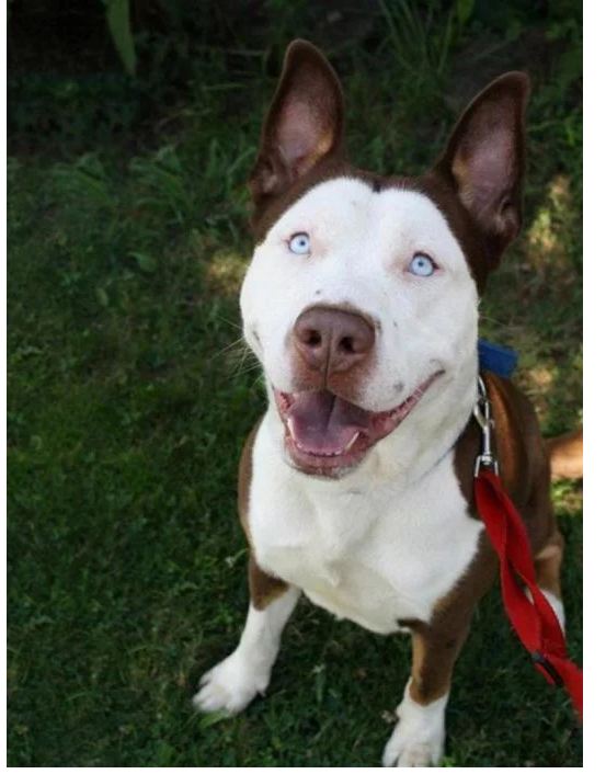 Pitbull y Husky