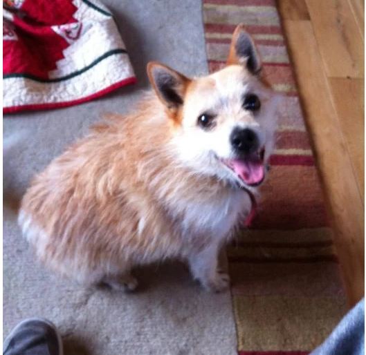 Pomeranian y Jack Russell