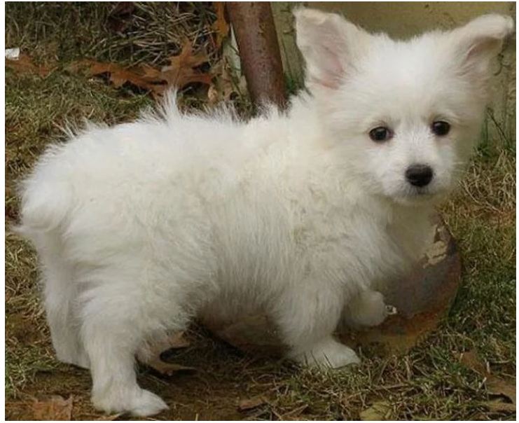 French Poodle y Corgi