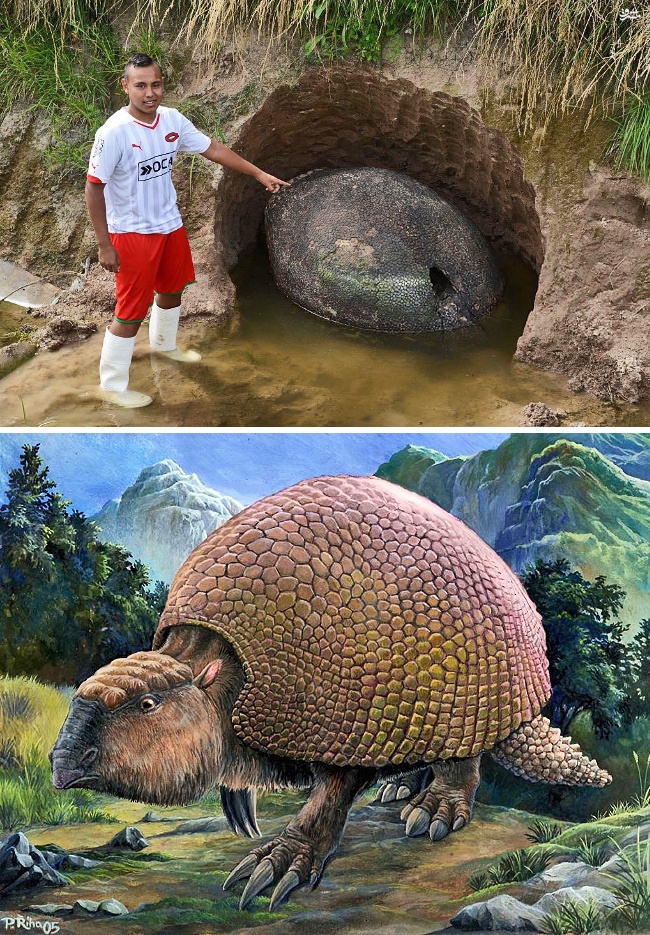 El caparazón de un armadillo prehistórico