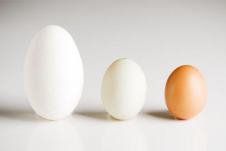Existe una gran variedad de huevos para comer