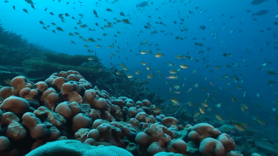 Los océanos desarrollarían nuevas especies de animales