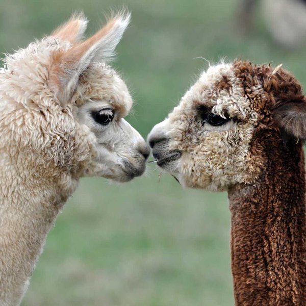 Las alpacas mueren si no tienen pareja