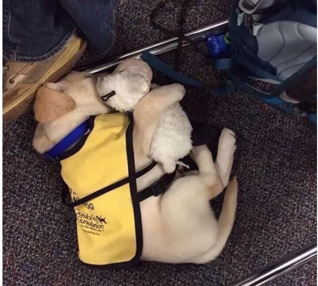 Aunque piensan que no, estos perros son muy consentidos