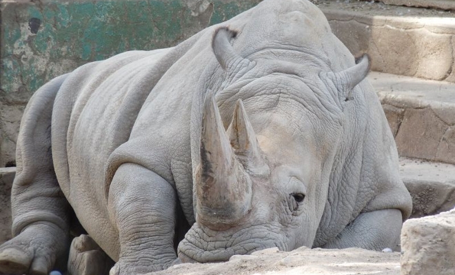 Los animales en extinción podrían recuperarse