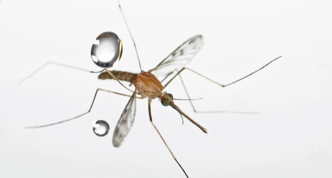 Los mosquitos resisten golpes de objetos 60 veces más pesados que ellos