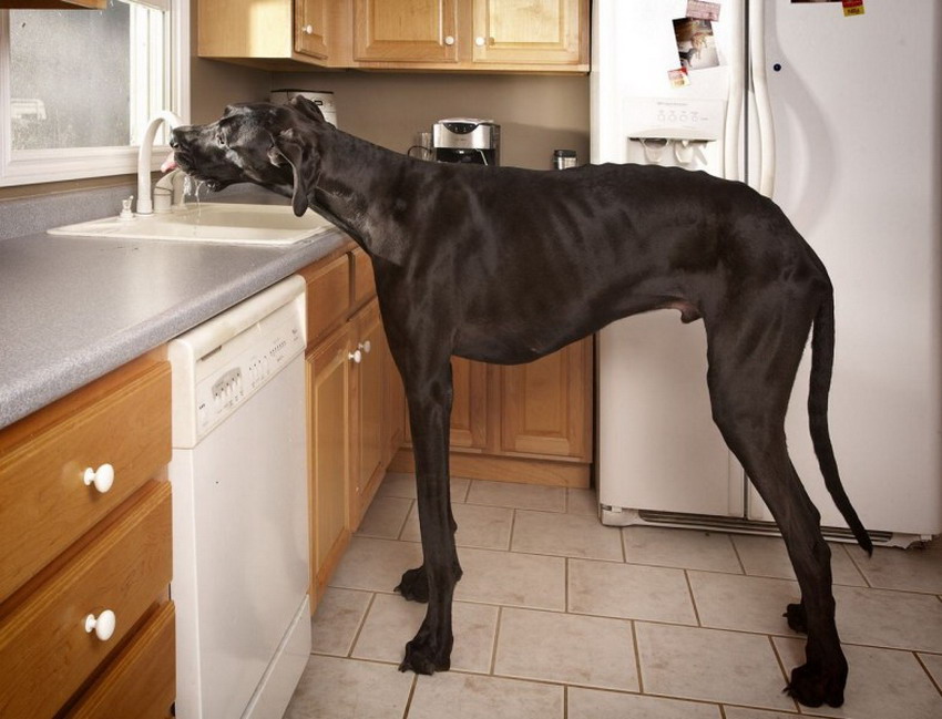 El perro más grande del mundo