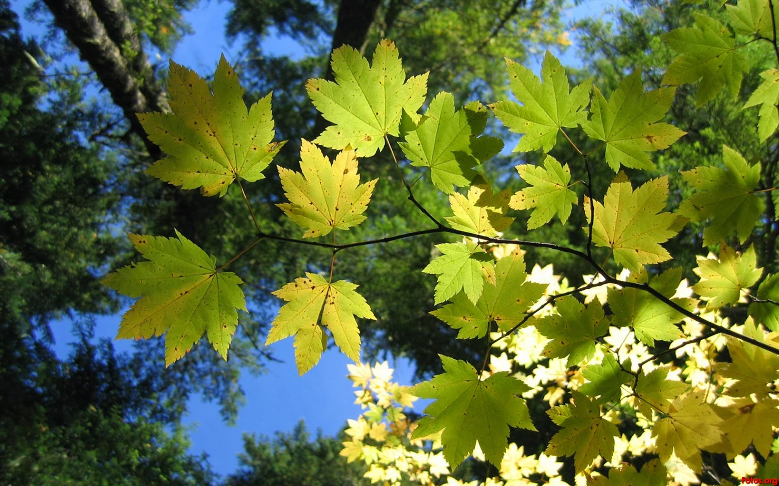 Las plantas evolucionarían de una curiosa manera