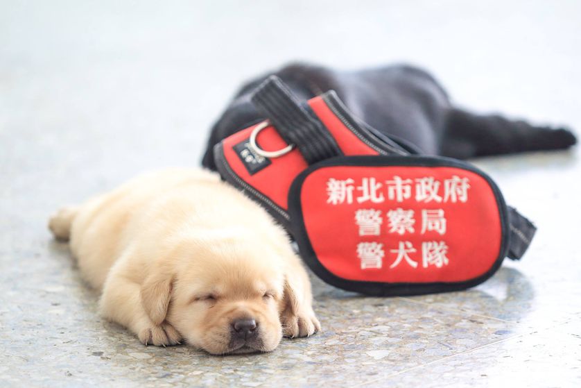 Los cachorros policías tienen tiempo de siesta, comida y juegos