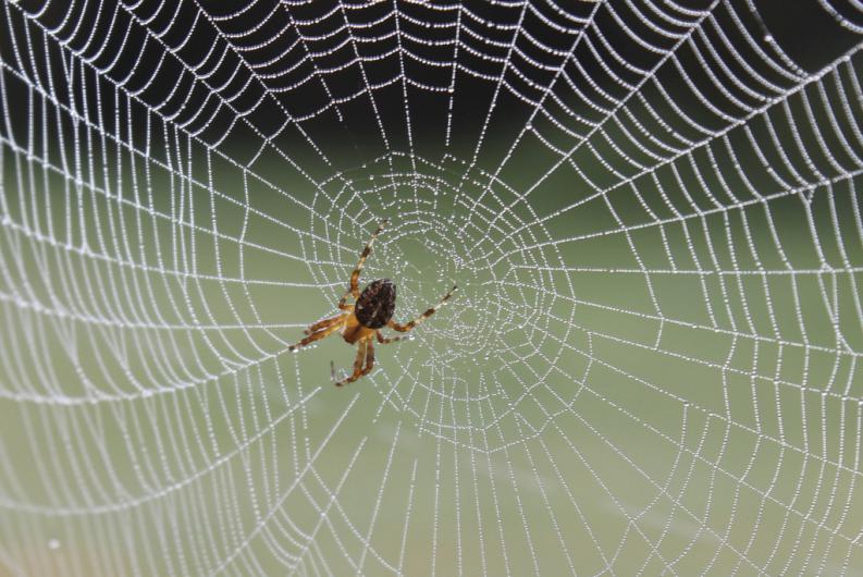 Las arañas comen telarañas cuando quieren cambiar de vida